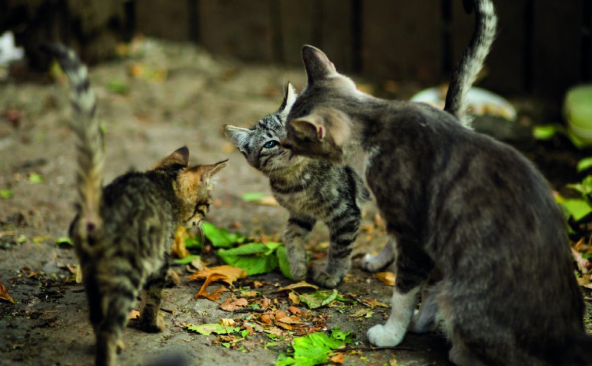 trappage chat