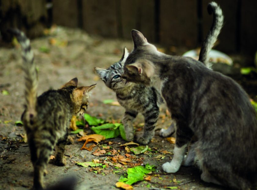 trappage chat
